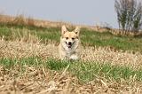 CORGI PEMBROKE 265
